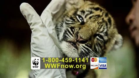 is world wildlife fund non profit|Volunteers – World Wildlife Fund.